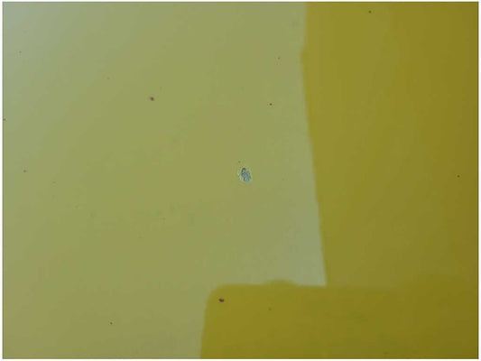 2015-2023 Ford Mustang GT S550 Passenger Front Coupe Door Shell Paint H3 2718