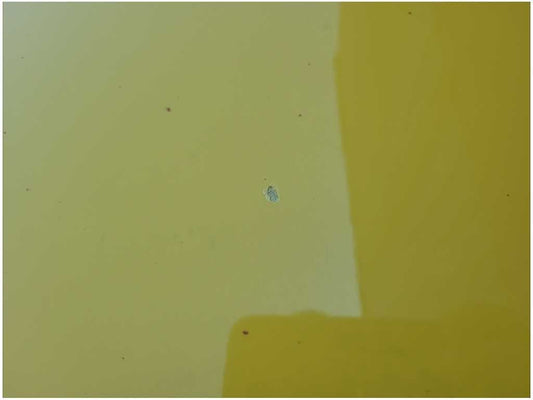 20152023 Ford Mustang GT S550 Passenger Front Coupe Door Shell Paint H3 2718