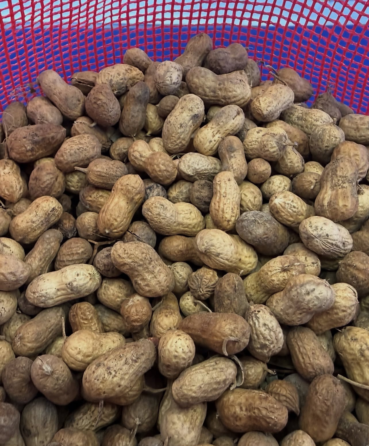 While Supplies Last!! 27.5 lbs. of Fresh Georgia Runner Peanuts!! We will ship!!