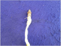 2015 - 2020 Mustang Shelby GT350 Passenger Front Upstream o2 Sensor Exhaust FH - The Parts Farm