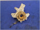 2020 - 2022 Ford Mustang Shelby GT500 Passenger Rear Knuckle Spindle 2142 - The Parts Farm