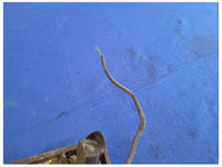 2004-2006 Porsche Cayenne Turbo 4.5L Passenger Front Control Arm 2137 - The Parts Farm